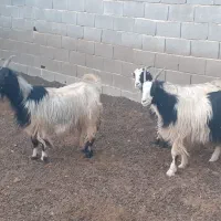 بز ابستن،چپش ترکی، بزغاله|حیوانات مزرعه|مبارکه, |دیوار