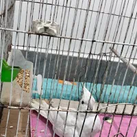 طوطی‌آلبینو|پرنده|تولم شهر, |دیوار