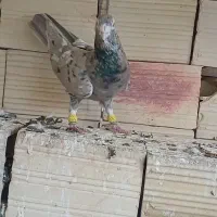 کرم هفرنگ لکی کلکسیونی نر|پرنده|الوند, |دیوار