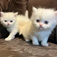 گربه های اسکاتیش|گربه|بوکان, |دیوار