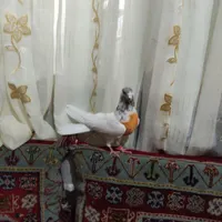هشت عدد کفتر بریده