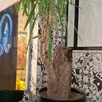 گل و گلدان|گل و گیاه طبیعی|تهران, سعادت‌آباد|دیوار