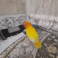 طوطی برزیلی|پرنده|چهارباغ, |دیوار