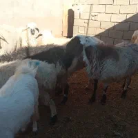 میش آبستن|حیوانات مزرعه|سده (خراسان جنوبی), |دیوار