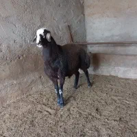 بره نر چاق چاق|حیوانات مزرعه|بسطام, |دیوار