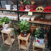 فروش انواع کاکتوس گل آپارتمانی روز مادر