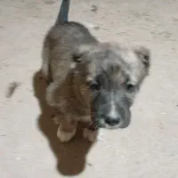 توله سگ سرابی اسل ماده ۶تابراواگزاری|سگ|بجنورد, |دیوار