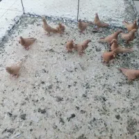 کبوتر