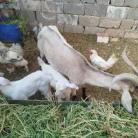 بز سانن ، مورسیاه، آلپاین