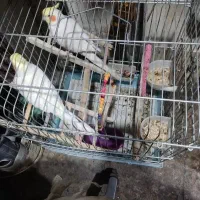 دو تاعروس البینو نر،پدروپسرن،سخنگو، معاوضه