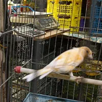 دوعددقناری نر یک دونه سره قناری نر|پرنده|اسلامشهر, صادقیه|دیوار