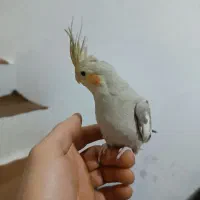 عروس هلندی|پرنده|تبریز, |دیوار