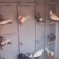 کبوتربهبهانی