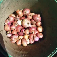 پیاز تازه کنده شده|خوردنی و آشامیدنی|دهگلان, |دیوار