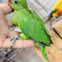 شاه طوطی ملنگو گرینچیک فنچ مرغ عشق مینا (سیمرغ)|پرنده|بوشهر, |دیوار