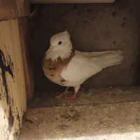 کفتر|پرنده|تبریز, |دیوار