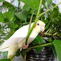 یک جفت عروس وسه جوجه ویک جوجه ۶عدد