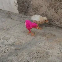 دوعد جوجه ۲۵روزه