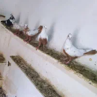 کبوتر