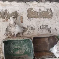 جفت طوق آجری کرمانشاهی بالغ|پرنده|دهدشت, |دیوار