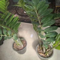 گل و گیاه آپارتمانی|گل و گیاه طبیعی|اقبالیه, |دیوار