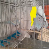 یک جفت مرغ عشق رنگ خاص
