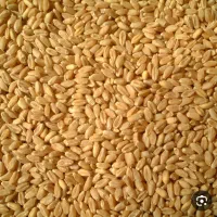 فروش گندم تمیز