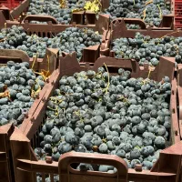 انگور سیاه سردشت