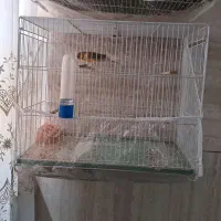 قفس پرنده