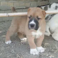 سگ الابای دو ماهه ترکمن و روسی گارد گله
