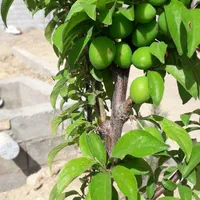 فروش زمین ۷۰۰ متری|فروش زمین و ملک کلنگی|مبارکه, |دیوار