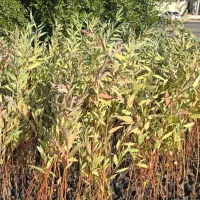 نهال آکالیپتوس (بید)