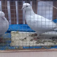 کبوتر سفید شیر دم سیاه پرشی