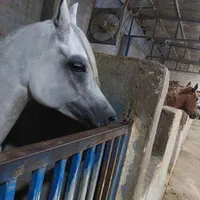 خرید و فروش اسب های زیبایی و کورسی|اسب و تجهیزات اسب‌سواری|بندر گناوه, |دیوار