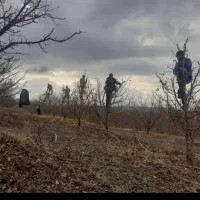 هرس کاری تک درخت|خدمات باغبانی و درختکاری|تبریز, |دیوار