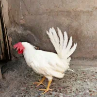 خروس