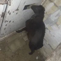 بزغاله ماده و بره