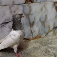 کله الماسی
