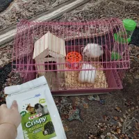 همستر نرو ماده|موش و خرگوش|رشت, پسیخان|دیوار