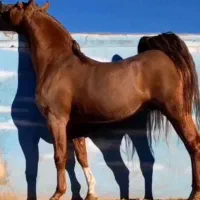 مادیان درشور چاپار|اسب و تجهیزات اسب‌سواری|شیراز, جانبازان|دیوار