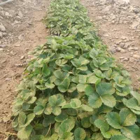 نهال توت فرنگی