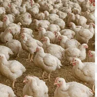 کارگر برای مرغداری گوشتی