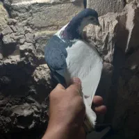 کبوتر چپ سیاه نر پرشی|پرنده|سبزوار, قصبه شرقی|دیوار