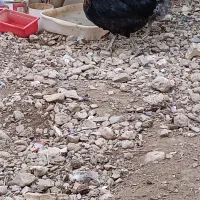 فروش مرغ و جوجه خروس|حیوانات مزرعه|چرام, |دیوار