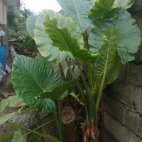 گل بابا ادم|گل و گیاه طبیعی|اسالم, |دیوار