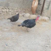 بوقلمون