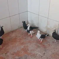 کبوترکاکلی عراقی  پلاکی پیسه سیاه