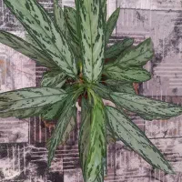 گل گل|گل و گیاه طبیعی|نیشابور, شهرک رضوی|دیوار
