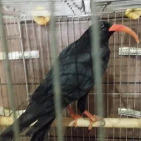 پرنده زاع نوک قرمز