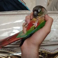 طوطی گرینچیک مست مست